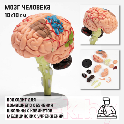 Анатомическая модель Sima-Land Мозг человека / 9278893