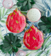 Миниатюра изображения товара Тарелка столовая обеденная Bordallo Pinheiro Tropical Fruits Питахайя / 65029336