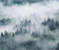 Фотообои листовые Citydecor Лес в тумане (312x265) - 