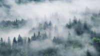 Фотообои листовые Citydecor Лес в тумане (468x265) - 