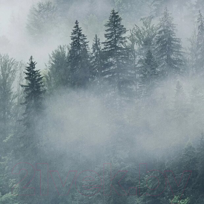 Фотообои листовые Citydecor Лес в тумане (468x265)