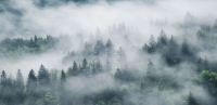 Фотообои листовые Citydecor Лес в тумане (546x265) - 