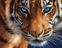 Картина по номерам Kolibriki Голубоглазый тигр 40х50 VA-0493 - 