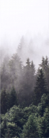 Фотообои листовые ФабрикаФресок Туманный лес / 191280 (100x280) - 