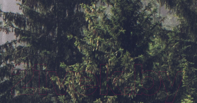 Фотообои листовые ФабрикаФресок Туманный лес / 191280 (100x280)