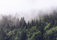 Фотообои листовые ФабрикаФресок Туманный лес / 194280 (400x280) - 