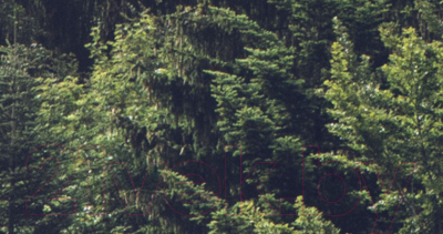 Фотообои листовые ФабрикаФресок Туманный лес / 195280 (500x280)