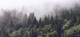 Фотообои листовые ФабрикаФресок Туманный лес / 196280 (600x280) - 