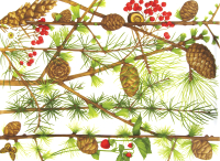 Блюдо Taitu Montagna 2-89 - 