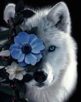 Картина по номерам Kolibriki Цветок и волк 40x50 VA-3748 - 
