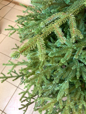 Изображение товара Ель искусственная GreenTerra Вилтони (2.1м)