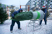 Ель живая HD Nordic Trees Фразера Датская Премиум (1.0-1.2м, срезанная)