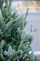 Ель живая HD Nordic Trees Фразера Датская Премиум (1.0-1.2м, срезанная)