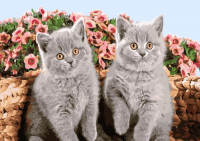 Картина по номерам Darvish Два котенка / DV-9519-18 - 