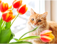 Картина по номерам Darvish Кошка с цветами / DV-9520-4 - 