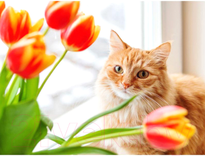 Картина по номерам Darvish Кошка с цветами / DV-9520-4
