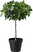 Искусственное растение Ikea Фейка 903.952.95 - 