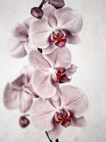 Фотообои листовые Vimala Орхидея (270x200) - 