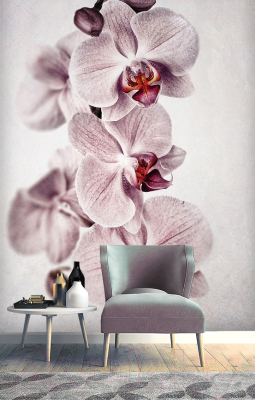 Фотообои листовые Vimala Орхидея (270x200)