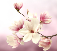 Фотообои листовые Vimala Розовые цветы (270x300) - 