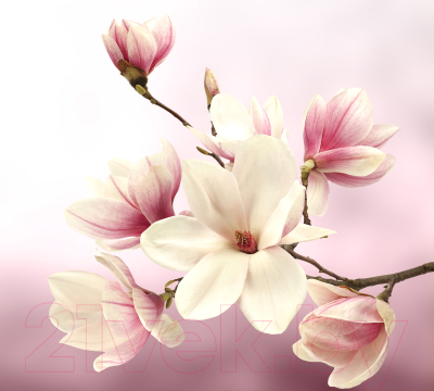 Фотообои листовые Vimala Розовые цветы (270x300)