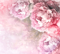 Фотообои листовые Vimala Розовые цветы 2 (270x300) - 