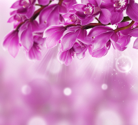 Фотообои листовые Vimala Фиолетовые цветы (270x300) - 