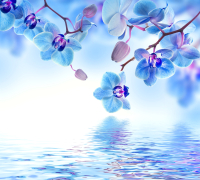 Фотообои листовые Vimala Цветы над водой (270x300) - 
