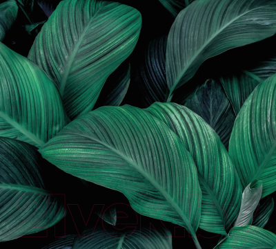 Фотообои листовые Vimala Густые листья 8 (270x300)