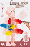 Научная игра Darvish Human Body / SR-T-3568 - 