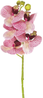Искусственный цветок Gloria Garden Орхидея / 9180084 (тигровый) - 