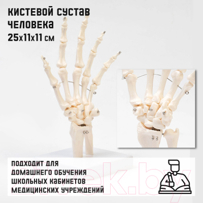 Анатомическая модель Sima-Land Кистевой сустав / 9278883