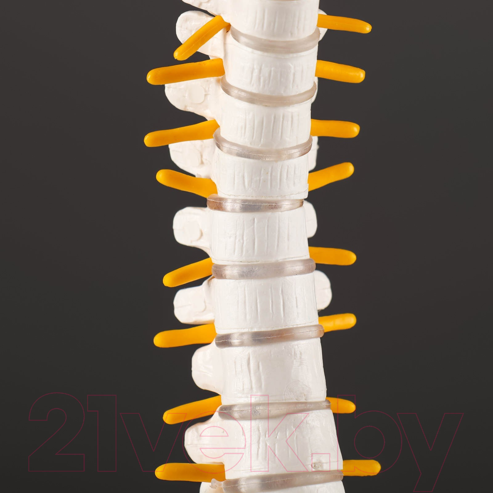 Анатомическая модель Sima-Land Позвоночник человека / 7413831
