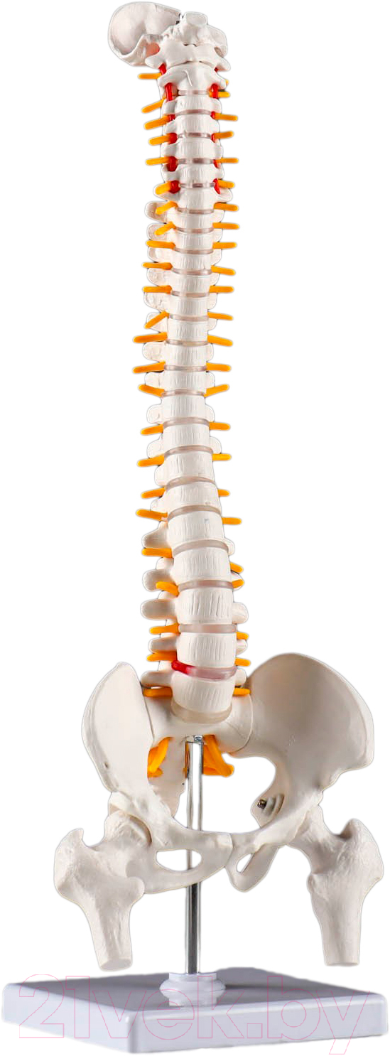 Анатомическая модель Sima-Land Позвоночник человека / 7413831