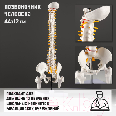 Анатомическая модель Sima-Land Позвоночник человека / 7413831