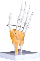 Анатомическая модель Sima-Land Кистевой сустав человека / 5076792 - 