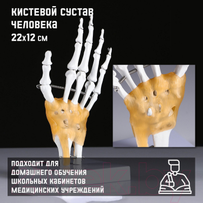 Анатомическая модель Sima-Land Кистевой сустав человека / 5076792