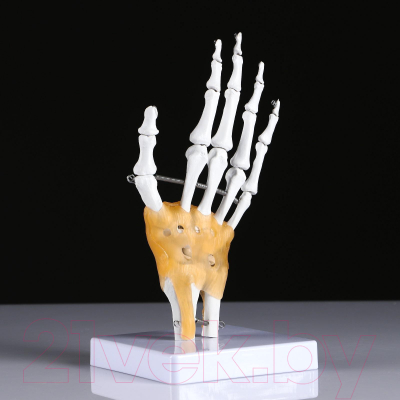 Анатомическая модель Sima-Land Кистевой сустав человека / 5076792
