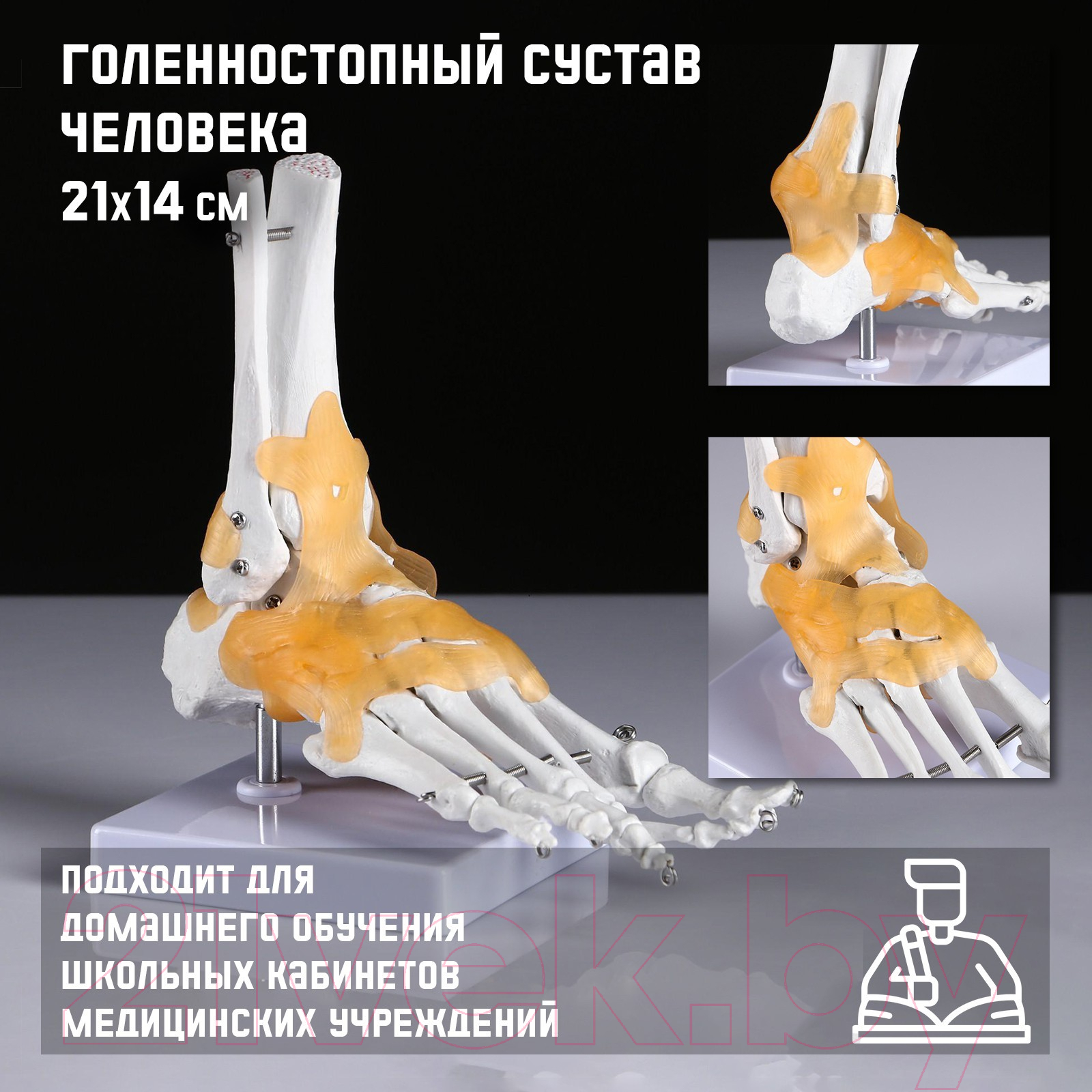 Анатомическая модель Sima-Land Голенностопный сустав человека / 5076791