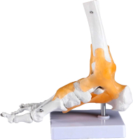 Анатомическая модель Sima-Land Голенностопный сустав человека / 5076791 - 
