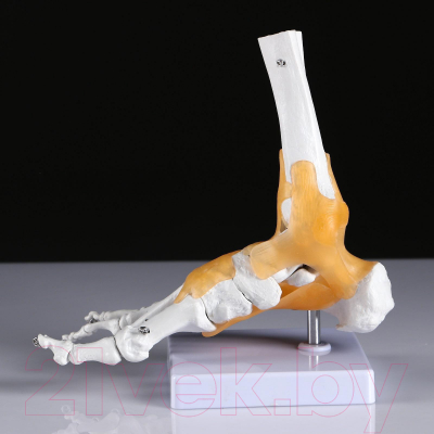 Анатомическая модель Sima-Land Голенностопный сустав человека / 5076791