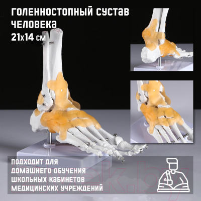 Анатомическая модель Sima-Land Голенностопный сустав человека / 5076791