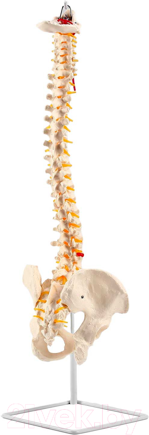 Анатомическая модель Sima-Land Позвоночник человека / 9278889