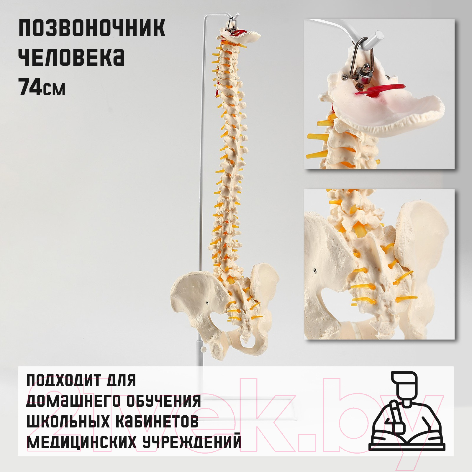 Анатомическая модель Sima-Land Позвоночник человека / 9278889