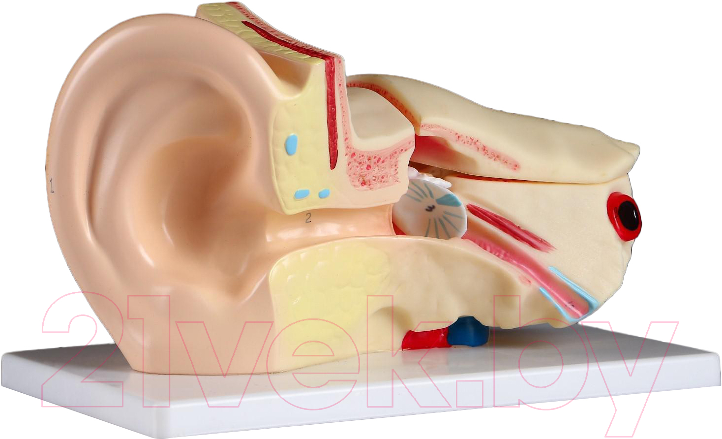 Анатомическая модель Sima-Land Ухо человека / 5076796