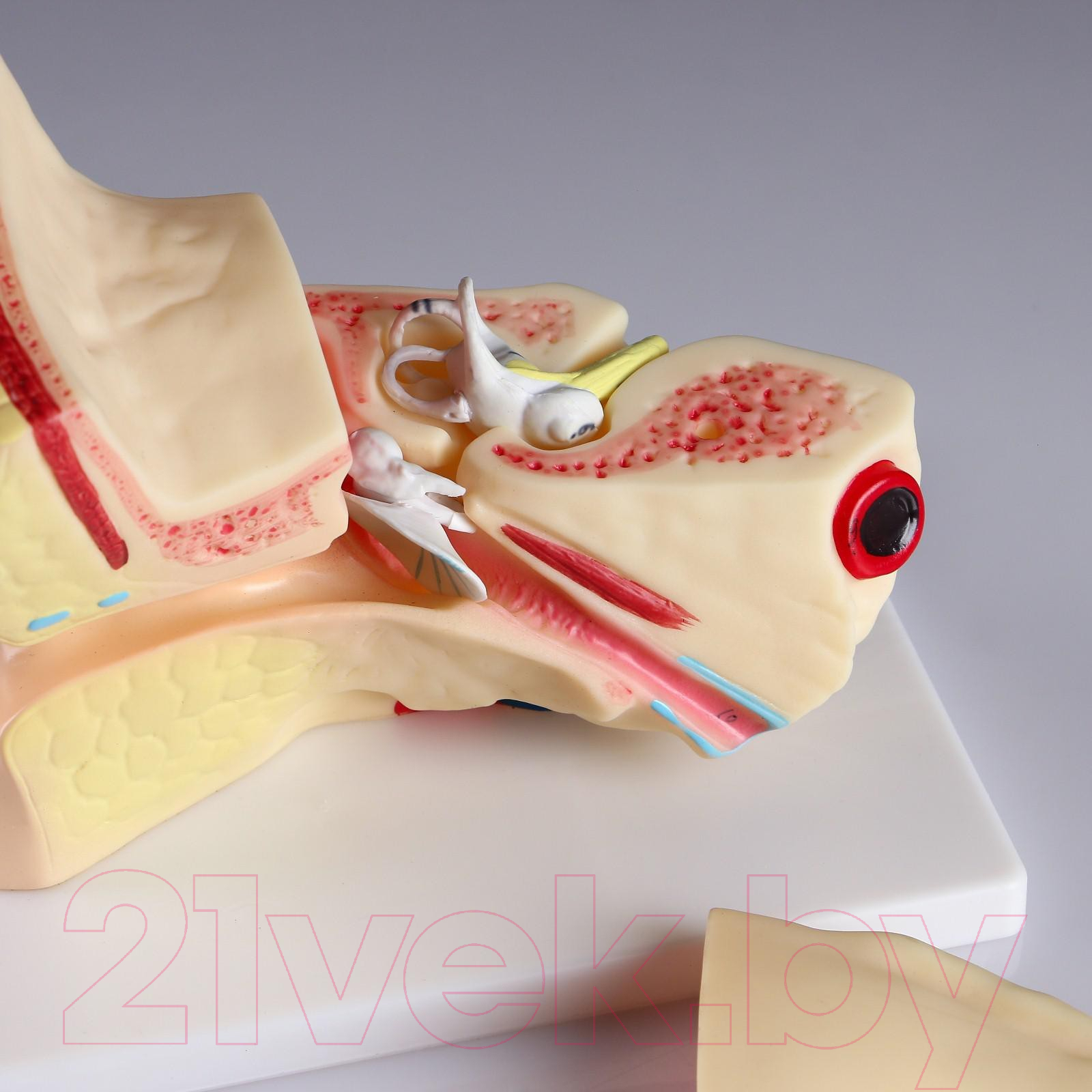 Анатомическая модель Sima-Land Ухо человека / 5076796