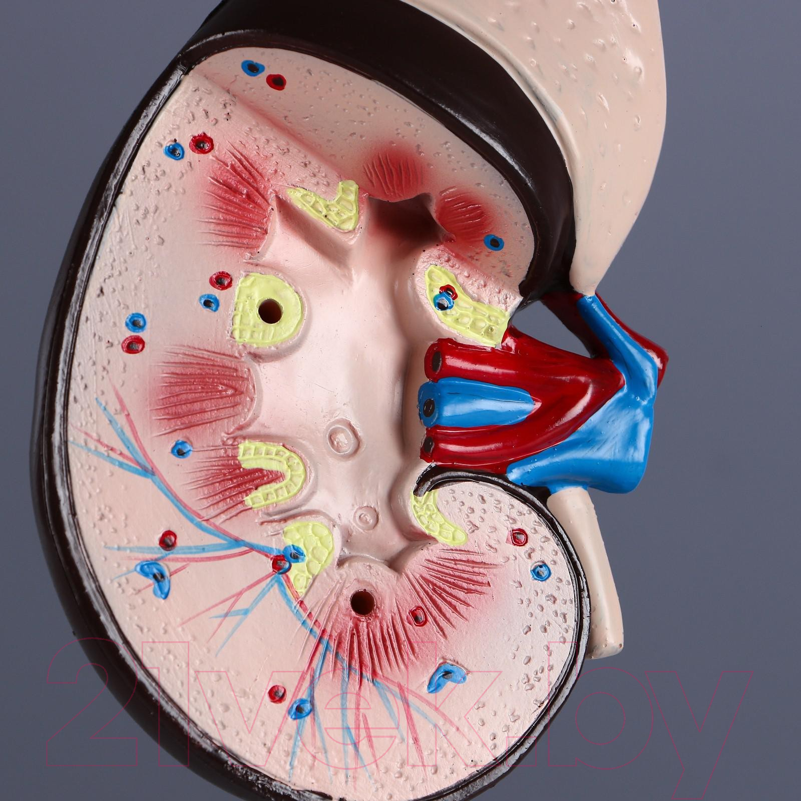 Анатомическая модель Sima-Land Почка человека / 5076794