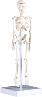Анатомическая модель Sima-Land Скелет человека / 5076756 - 