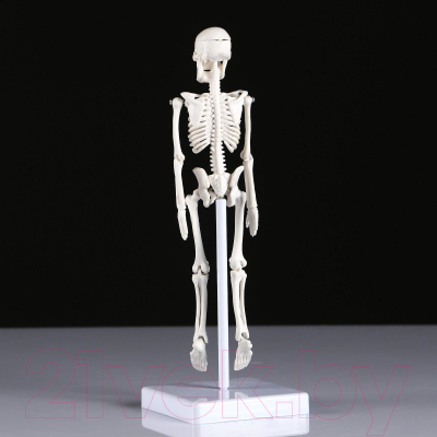 Анатомическая модель Sima-Land Скелет человека / 5076756