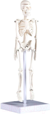 Анатомическая модель Sima-Land Скелет человека / 5076756